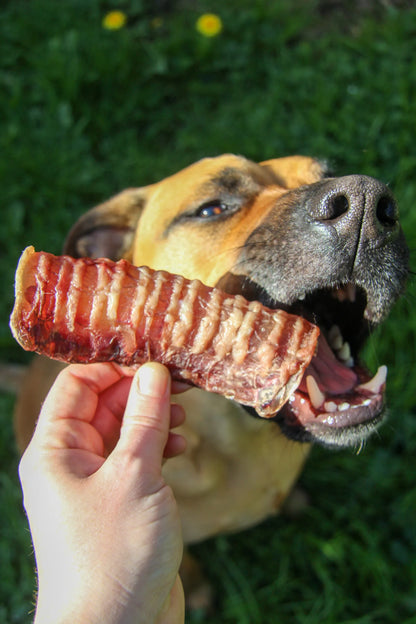 Beef Trachea