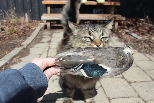 Feathered Duck Wing