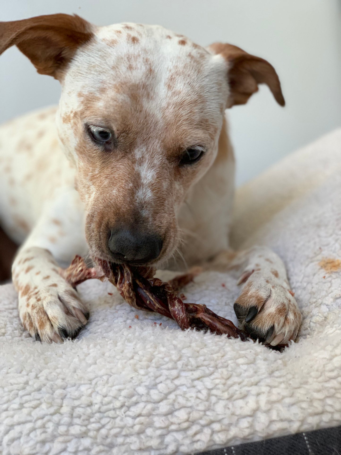 Bully Stick