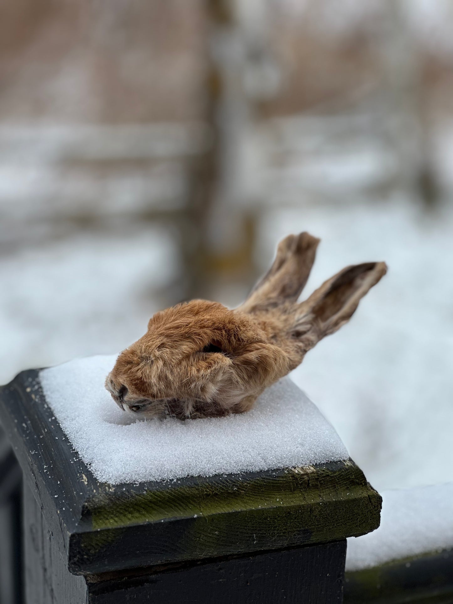 Furry Rabbit Head