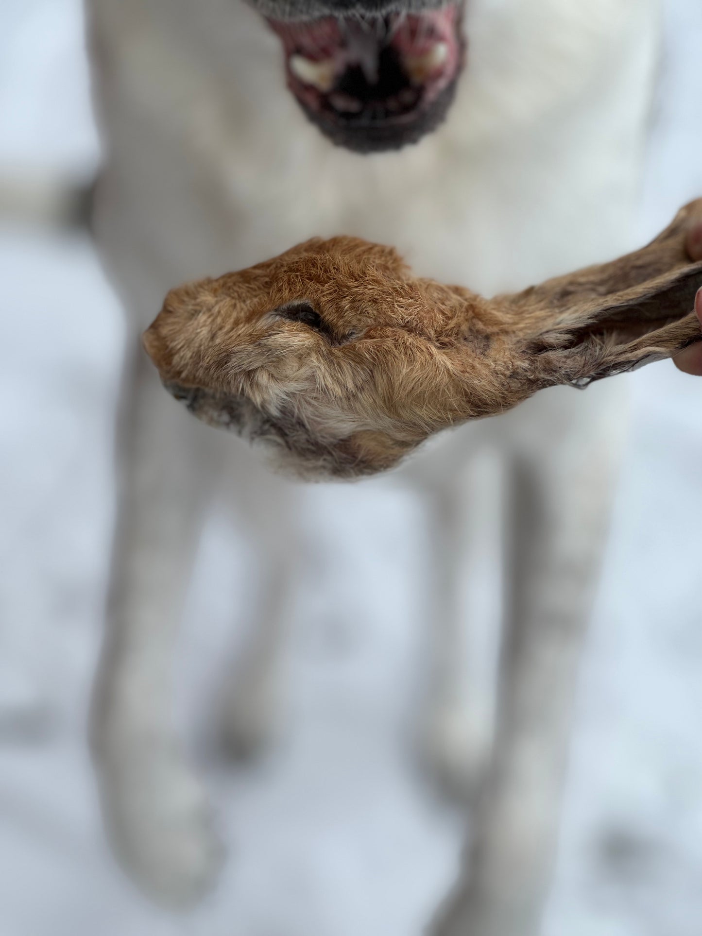 Furry Rabbit Head