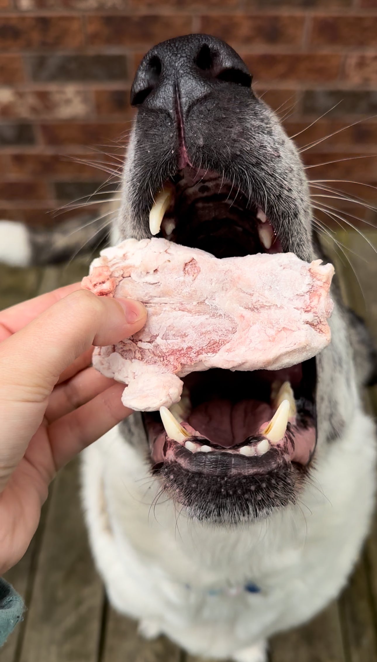 Raw Lamb Tails