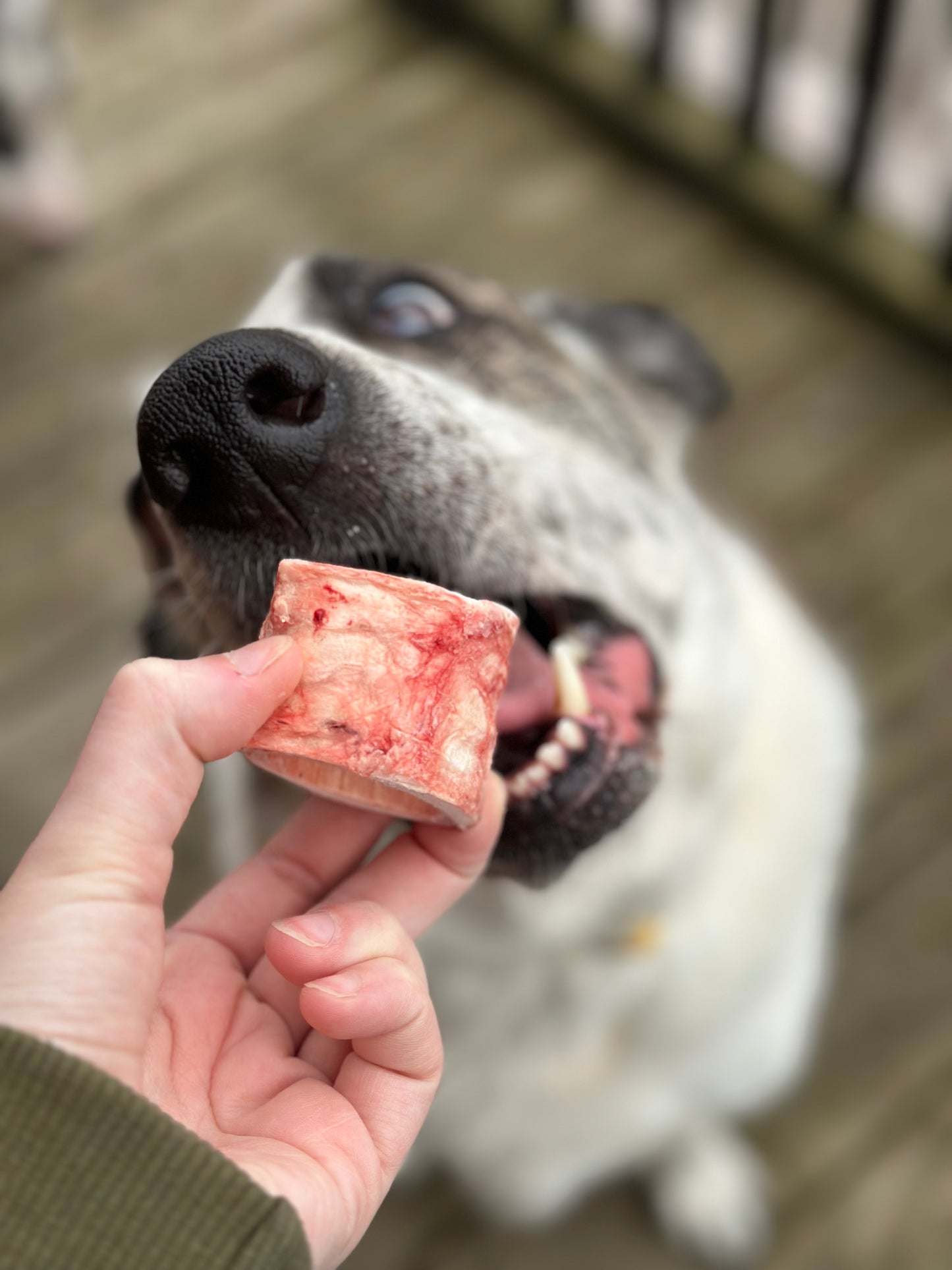 Raw Beef Trachea