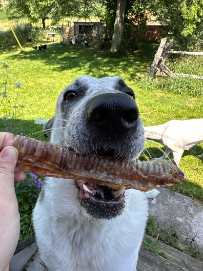 Beef Trachea