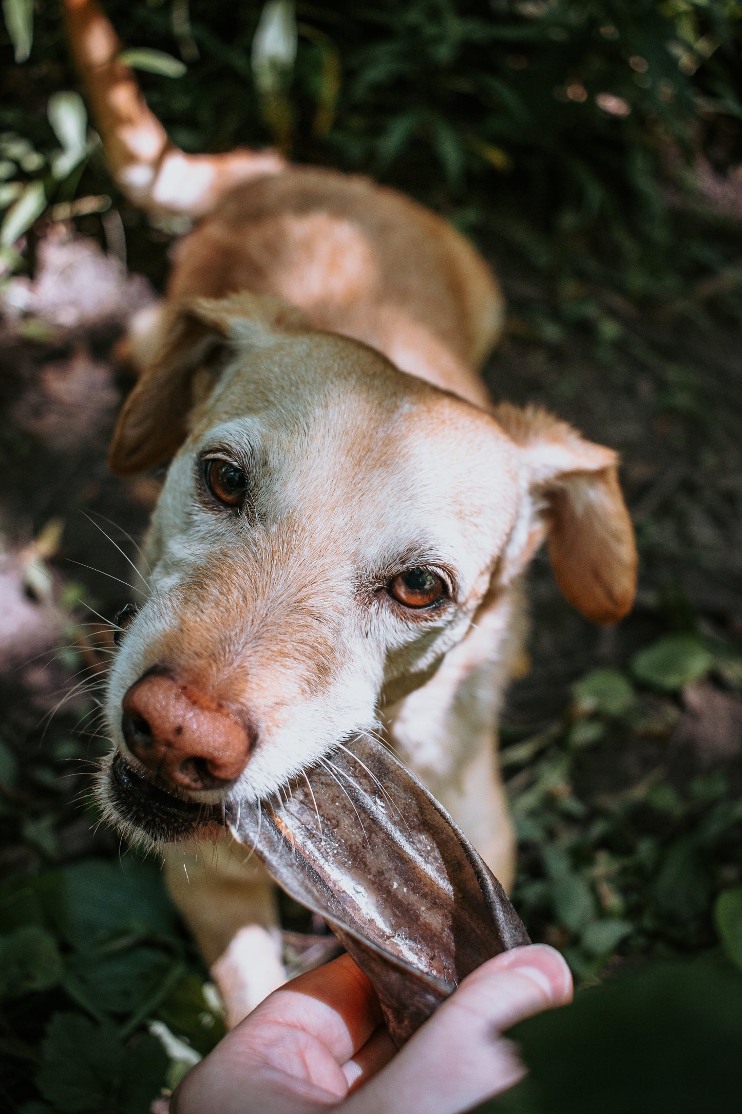 Lamb Ears