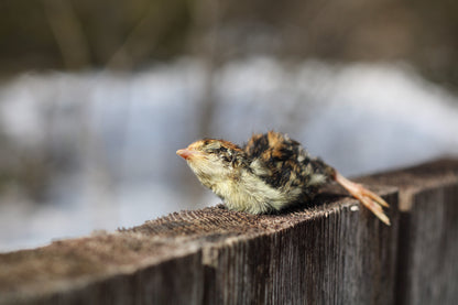 Raw Quail Hatchlings