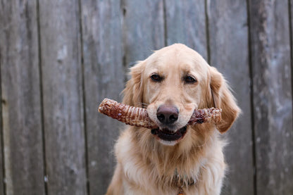 Beef Trachea