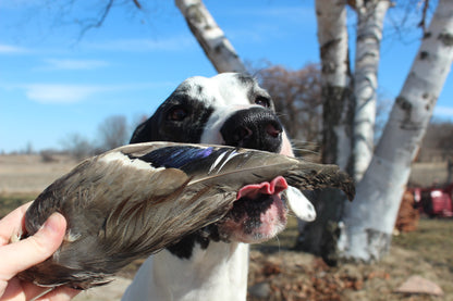 Feathered Duck Wing