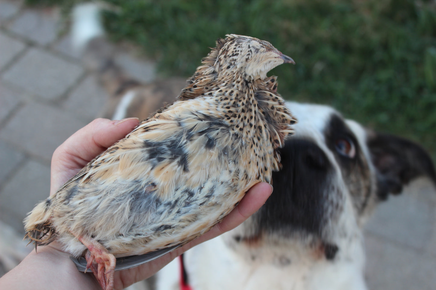 Whole Prey Quail