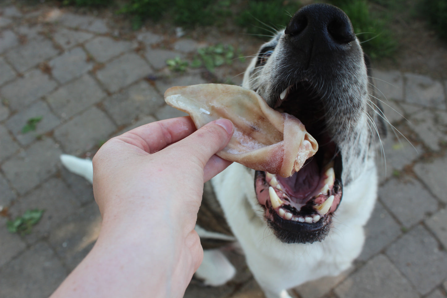 Raw Lamb Ears