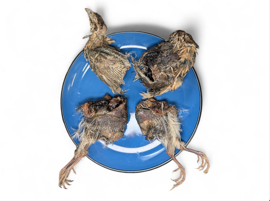 Dried Whole Prey Quail