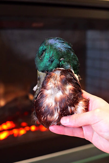 Feather on Duck Head