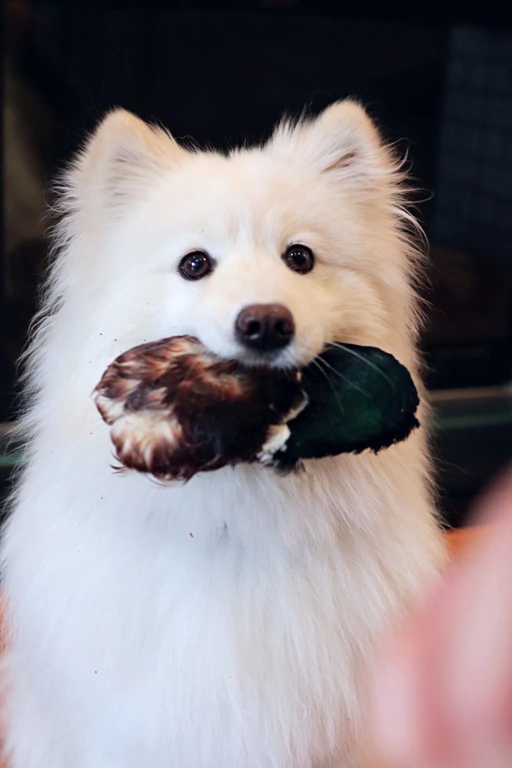 Feather on Duck Head