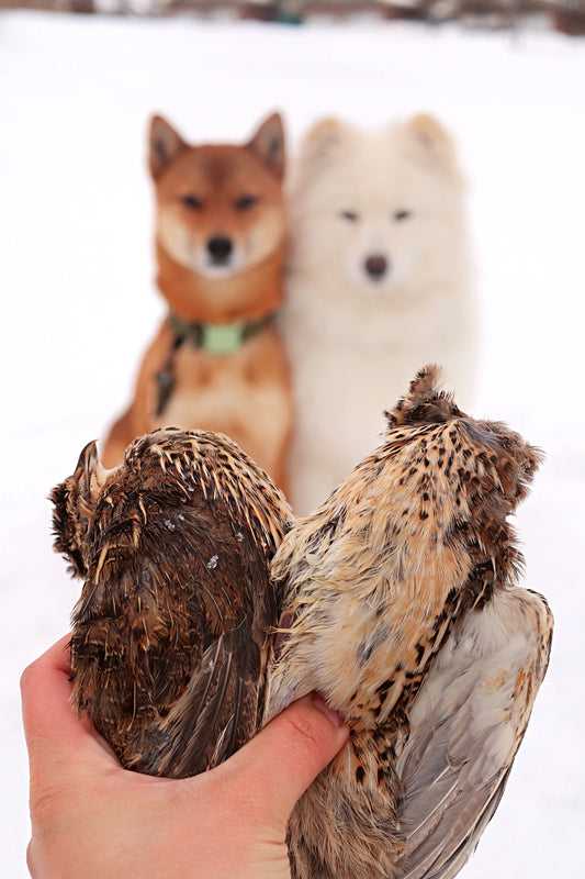 Whole Prey Quail